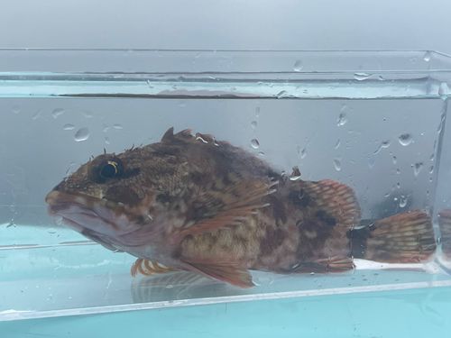 アラカブの釣果