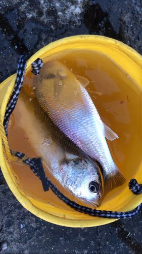 イシモチの釣果