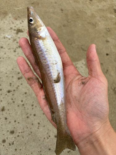 シロギスの釣果