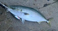 イナダの釣果