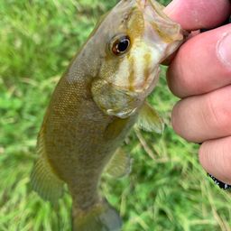 スモールマウスバス