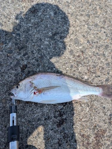イシモチの釣果
