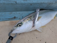 ヤズの釣果