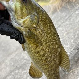 スモールマウスバス