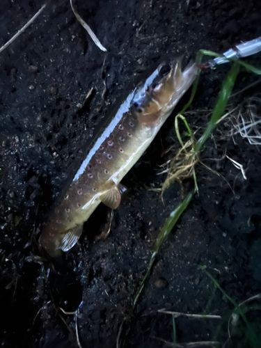 ブラウントラウトの釣果