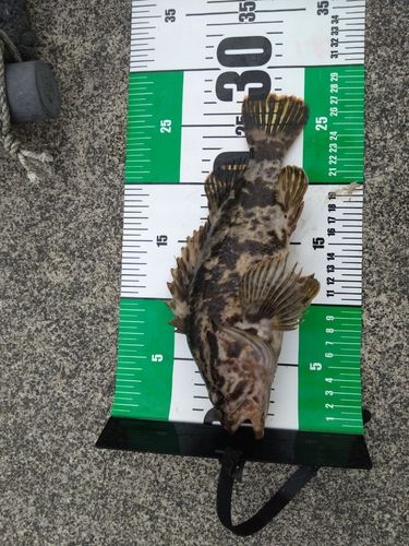 タケノコメバルの釣果