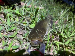 ナマズの釣果