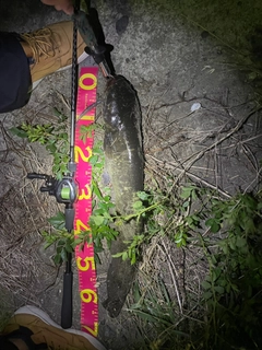 ナマズの釣果