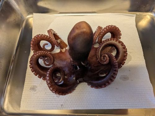 タコの釣果