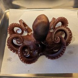 タコ