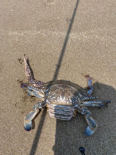 ワタリガニの釣果