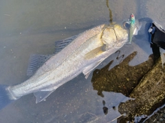 セイゴ（マルスズキ）の釣果