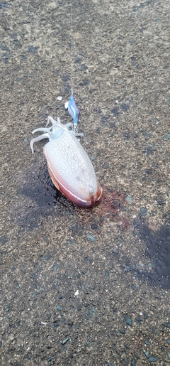 コウイカの釣果