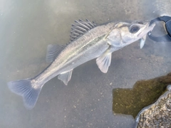 セイゴ（マルスズキ）の釣果
