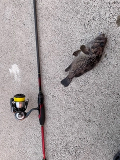 ソイの釣果