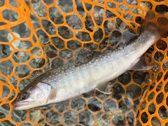 イワナの釣果