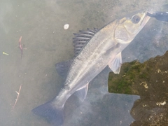セイゴ（マルスズキ）の釣果