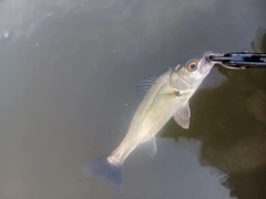 セイゴ（マルスズキ）の釣果