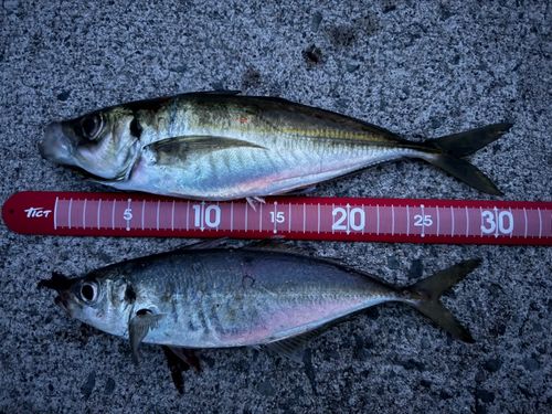 アジの釣果