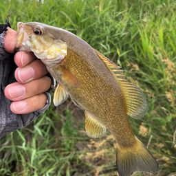 スモールマウスバス