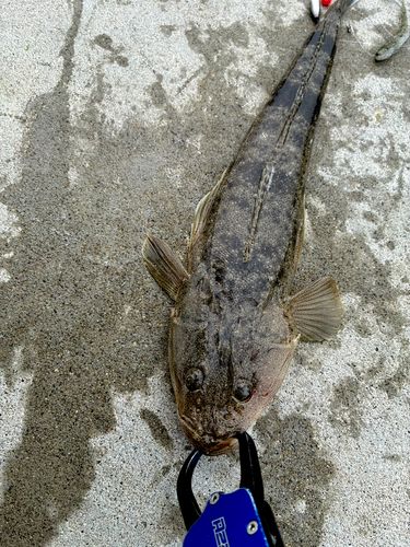 マゴチの釣果