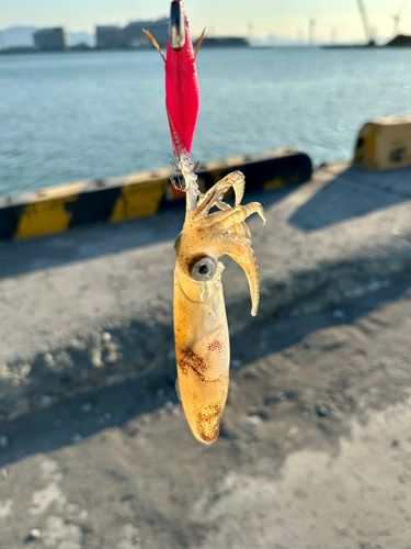 マメイカの釣果