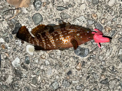 キジハタの釣果