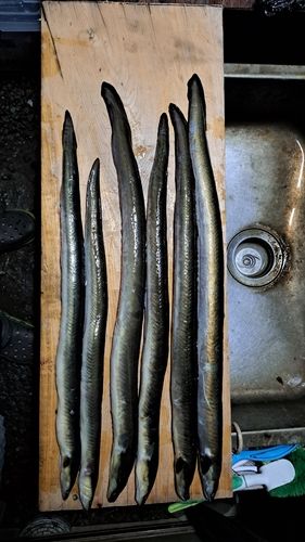 ニホンウナギの釣果