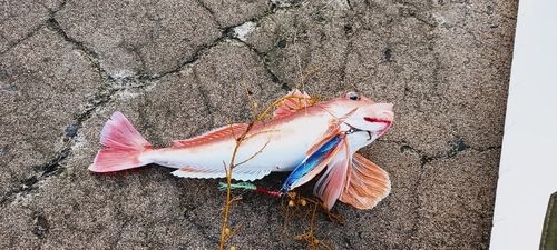 ホウボウの釣果