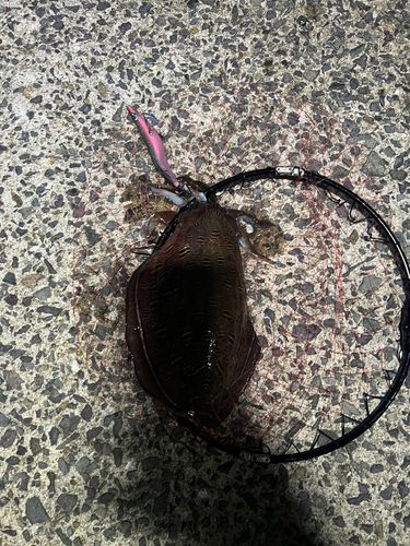 モンゴウイカの釣果