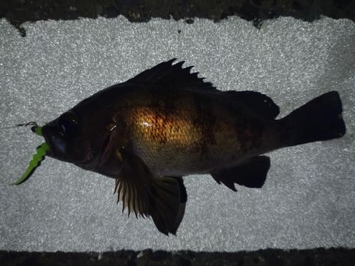 メバルの釣果