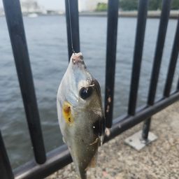 ギマ