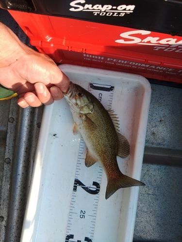 スモールマウスバスの釣果