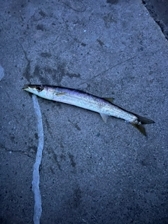 カマスの釣果