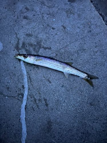 カマスの釣果