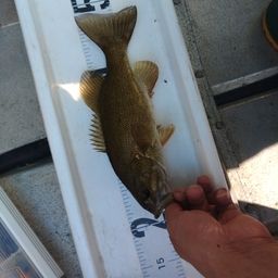 スモールマウスバス