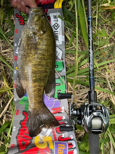 Berkley クリーチャーホッグ グリーンパンプキン - アングラーズ