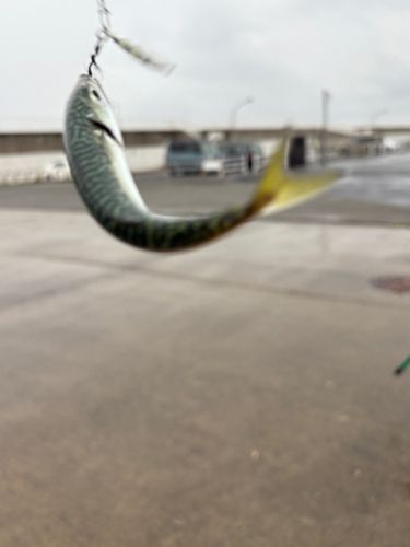 サバの釣果