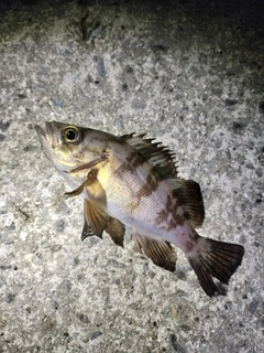 メバルの釣果