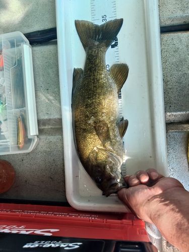 スモールマウスバスの釣果