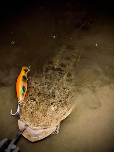 マゴチの釣果
