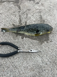 フグの釣果