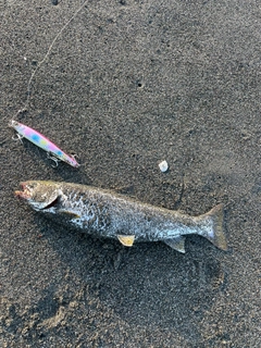 アメマスの釣果
