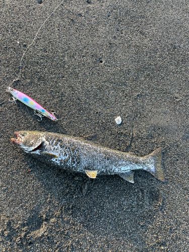アメマスの釣果