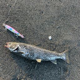 アメマス