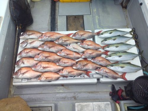マダイの釣果