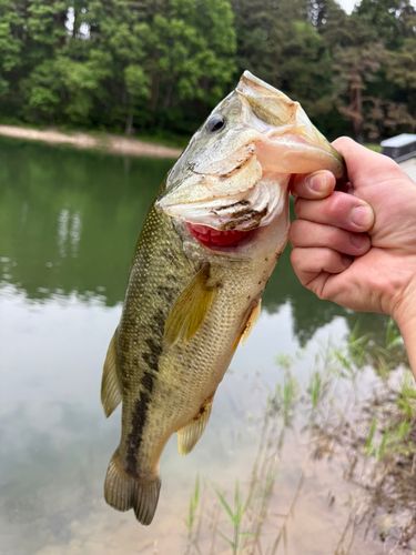 ラージマウスバスの釣果