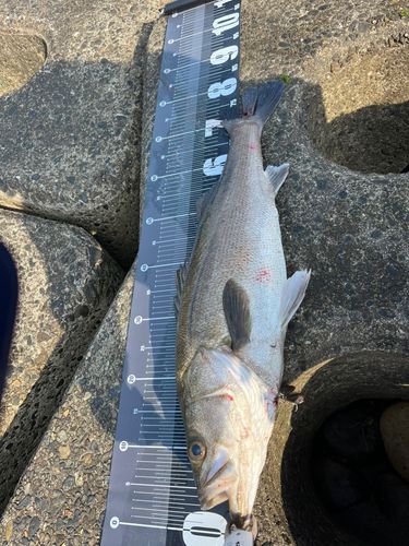 スズキの釣果