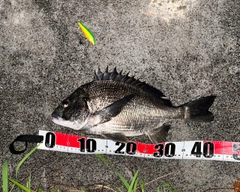 チヌの釣果