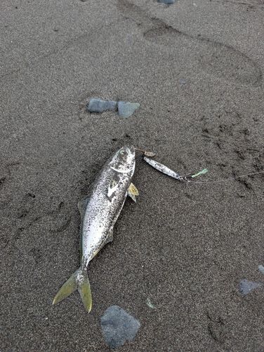 ワカシの釣果